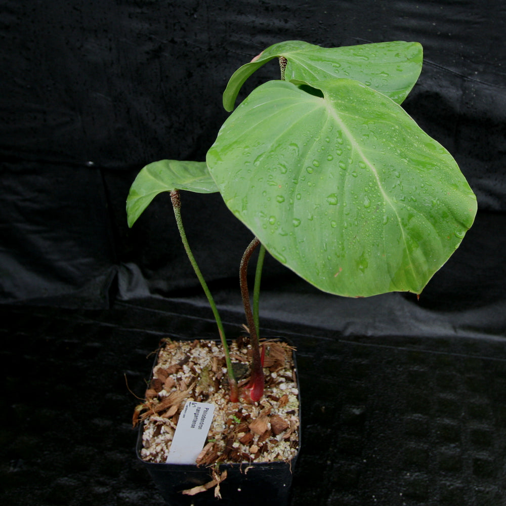 
                      
                        Philodendron nangaritense
                      
                    