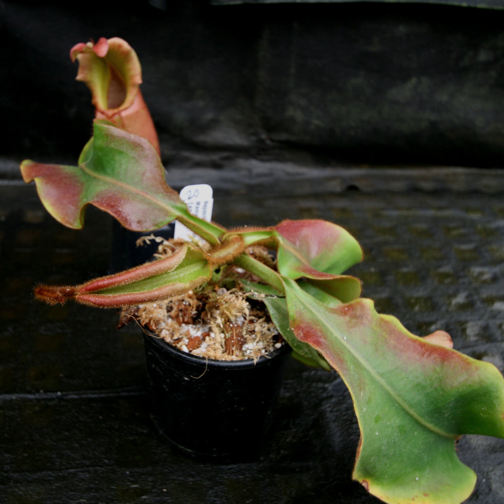 
                      
                         Nepenthes veitchii (k) “Big Mama” x “Pink Candy Cane” large squat striped peristome pitcher, Pitcher plant, carnivorous plant, collectors plant, large pitchers, rare nepenthes, terrarium plant, easy to grow nepenthes, beginner nepenthes, beginner pitcher plants, nepenthes hybrid, veitchii hybrid. 
                      
                    