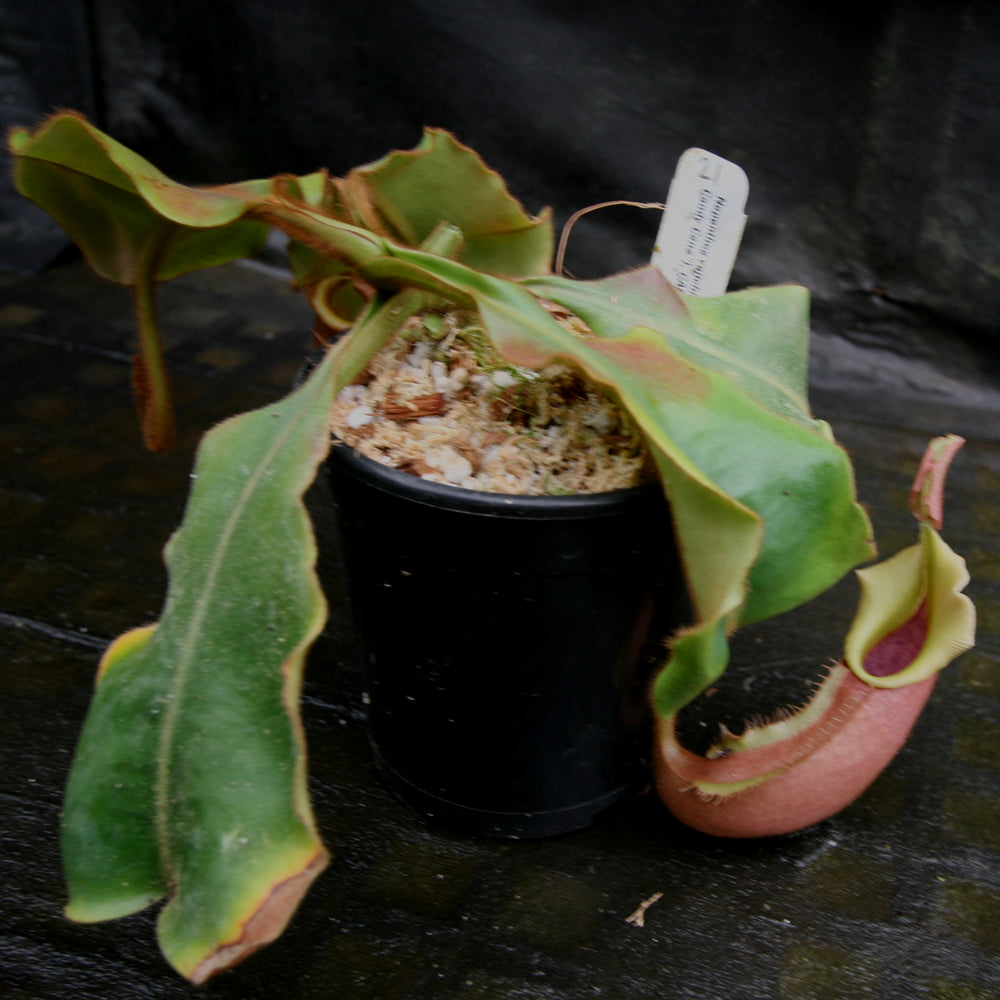 
                      
                         Nepenthes veitchii (k) “Big Mama” x “Pink Candy Cane” large squat striped peristome pitcher, Pitcher plant, carnivorous plant, collectors plant, large pitchers, rare nepenthes, terrarium plant, easy to grow nepenthes, beginner nepenthes, beginner pitcher plants, nepenthes hybrid, veitchii hybrid. 
                      
                    