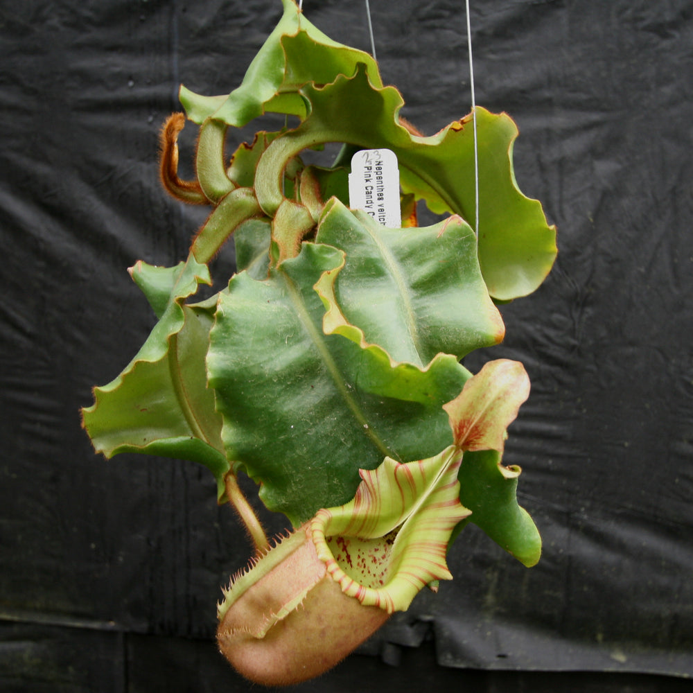 
                      
                         Nepenthes veitchii (k) “Big Mama” x “Pink Candy Cane” large squat striped peristome pitcher, Pitcher plant, carnivorous plant, collectors plant, large pitchers, rare nepenthes, terrarium plant, easy to grow nepenthes, beginner nepenthes, beginner pitcher plants, nepenthes hybrid, veitchii hybrid. 
                      
                    
