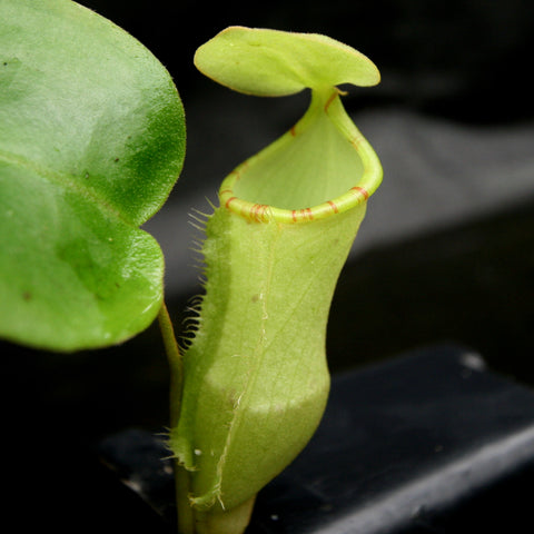 Nepenthes CAR-0179 pitcher close up with lime green body and striped yellow peristome, small lid, dark background.