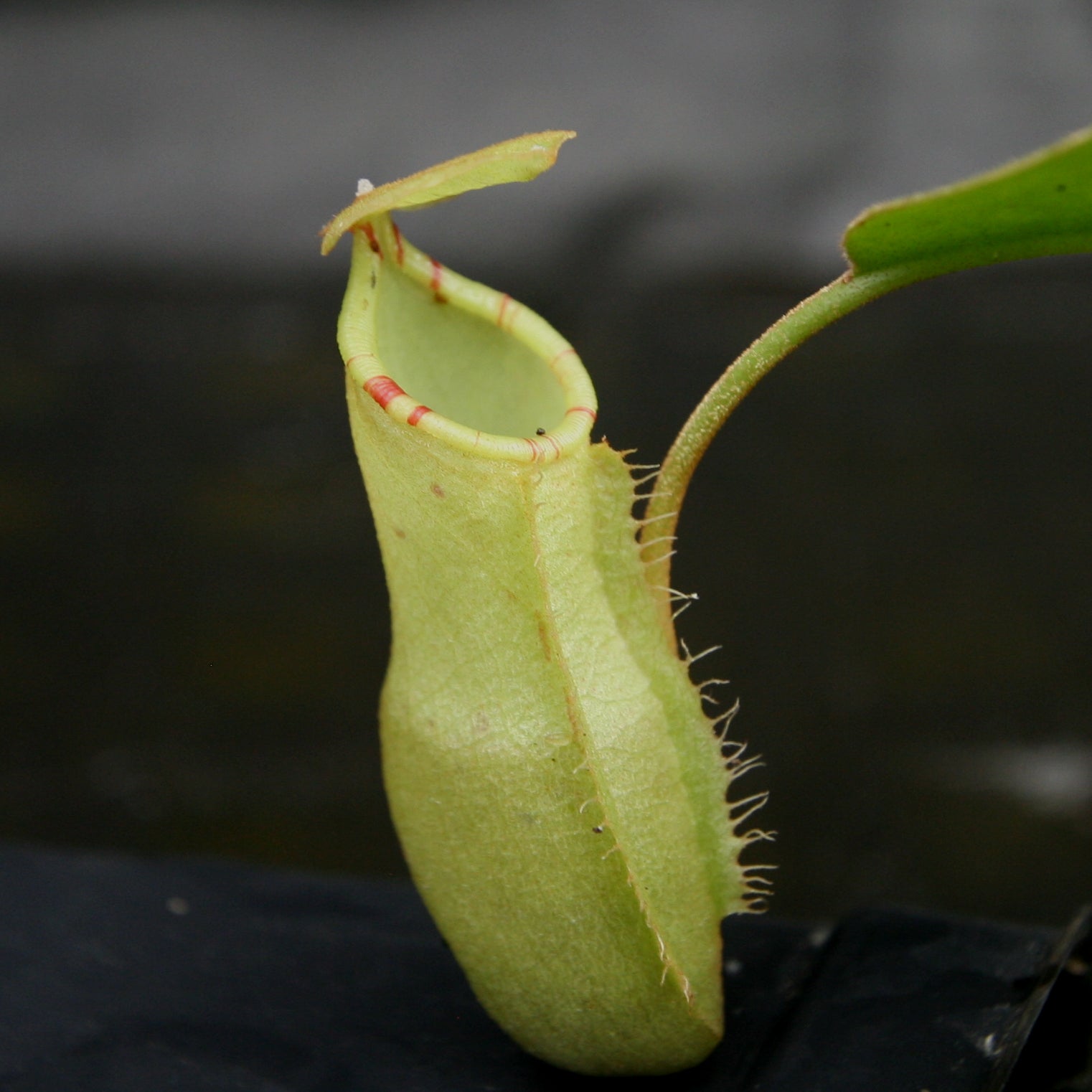 Nepenthes (maxima x campanulata) x [sumatrana x (lowii x veitchii