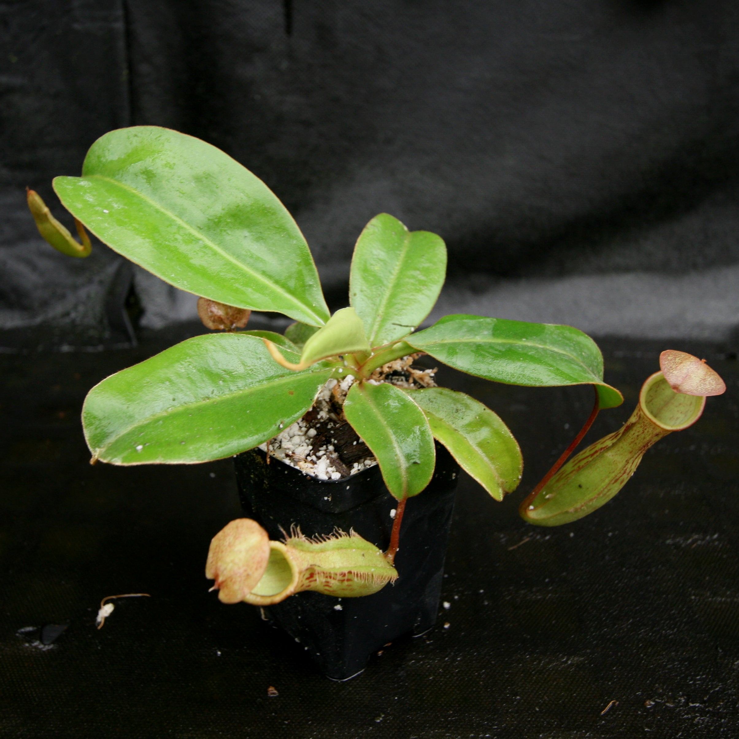 ハナネ Nepenthes (maxima x campanulata) x [sumatrana x (lowii x veitchii