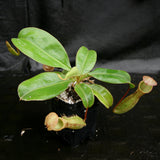 Nepenthes (maxima x campanulata) x [sumatrana x (lowii x veitchii)], CAR-0179