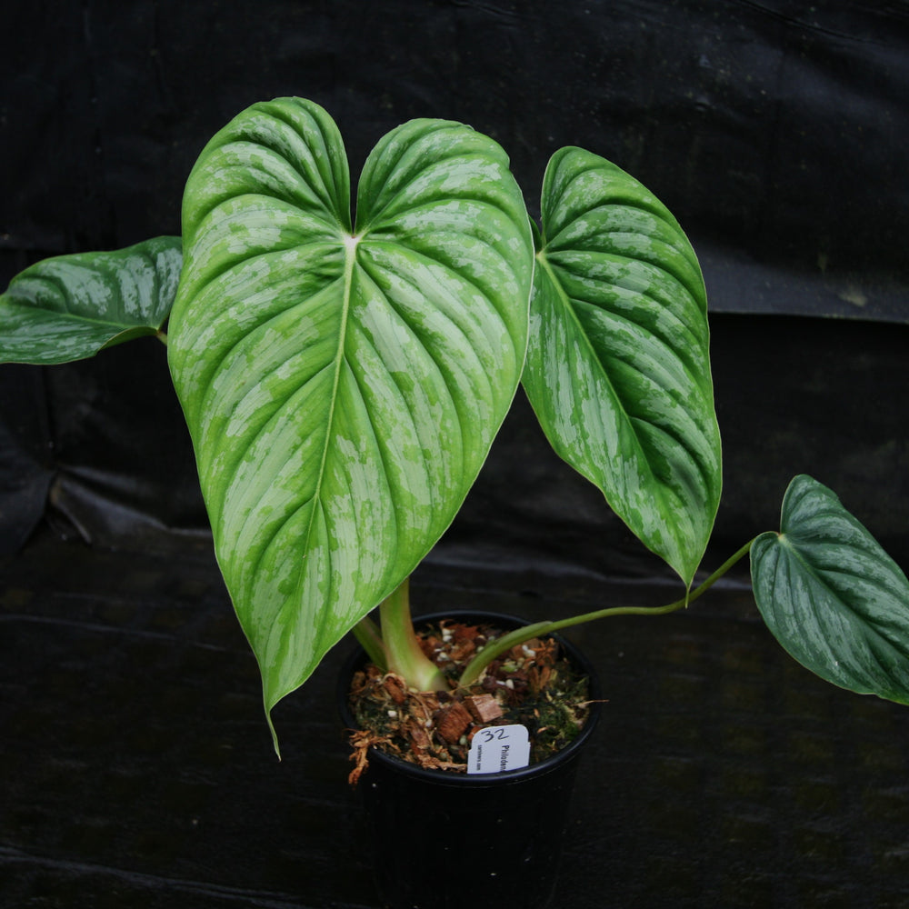 
                      
                        Philodendron sodiroi aff
                      
                    