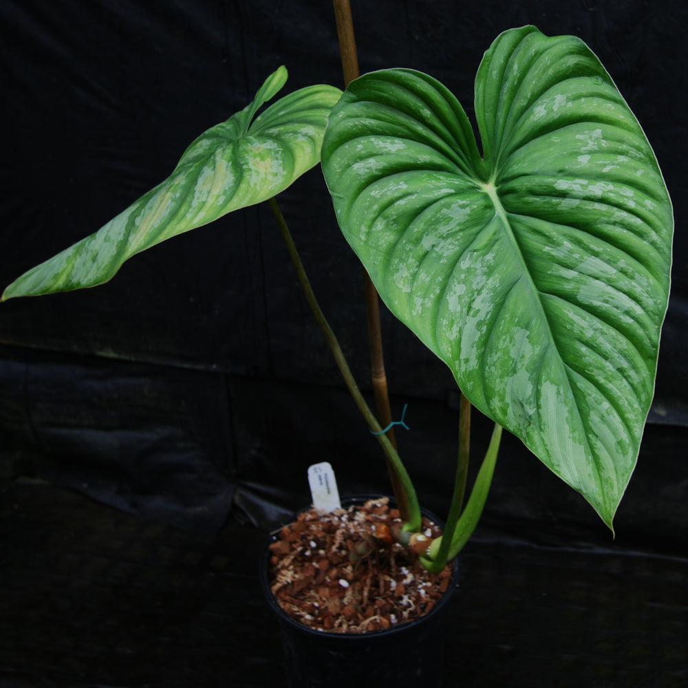 
                      
                        Philodendron sodiroi aff
                      
                    