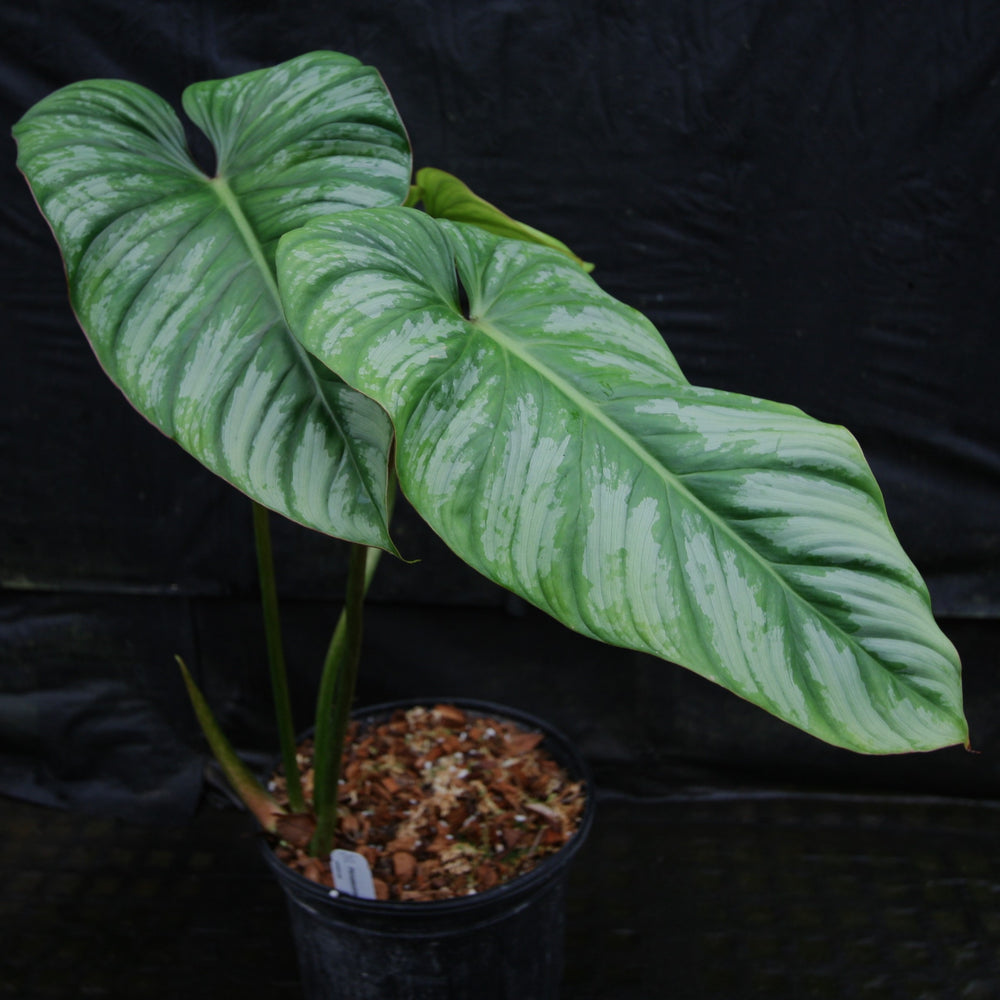 
                      
                        Philodendron sodiroi aff
                      
                    