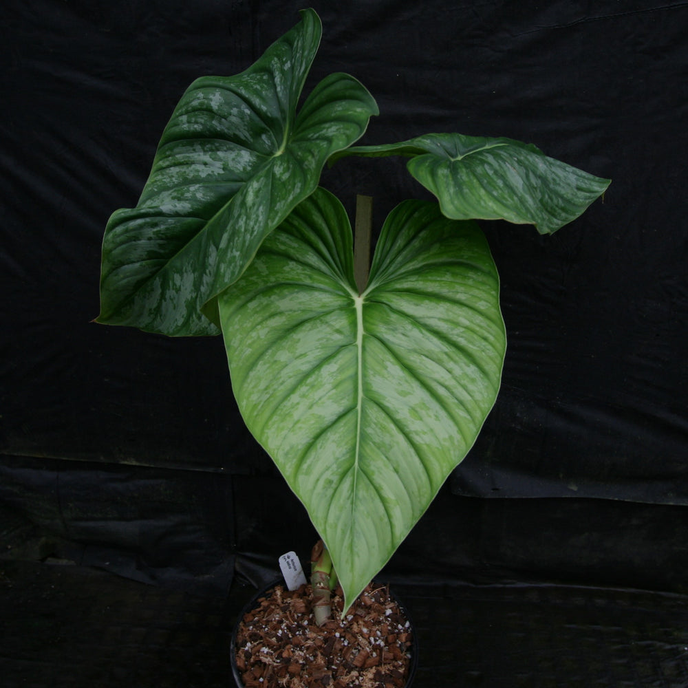 
                      
                        Philodendron sodiroi aff
                      
                    