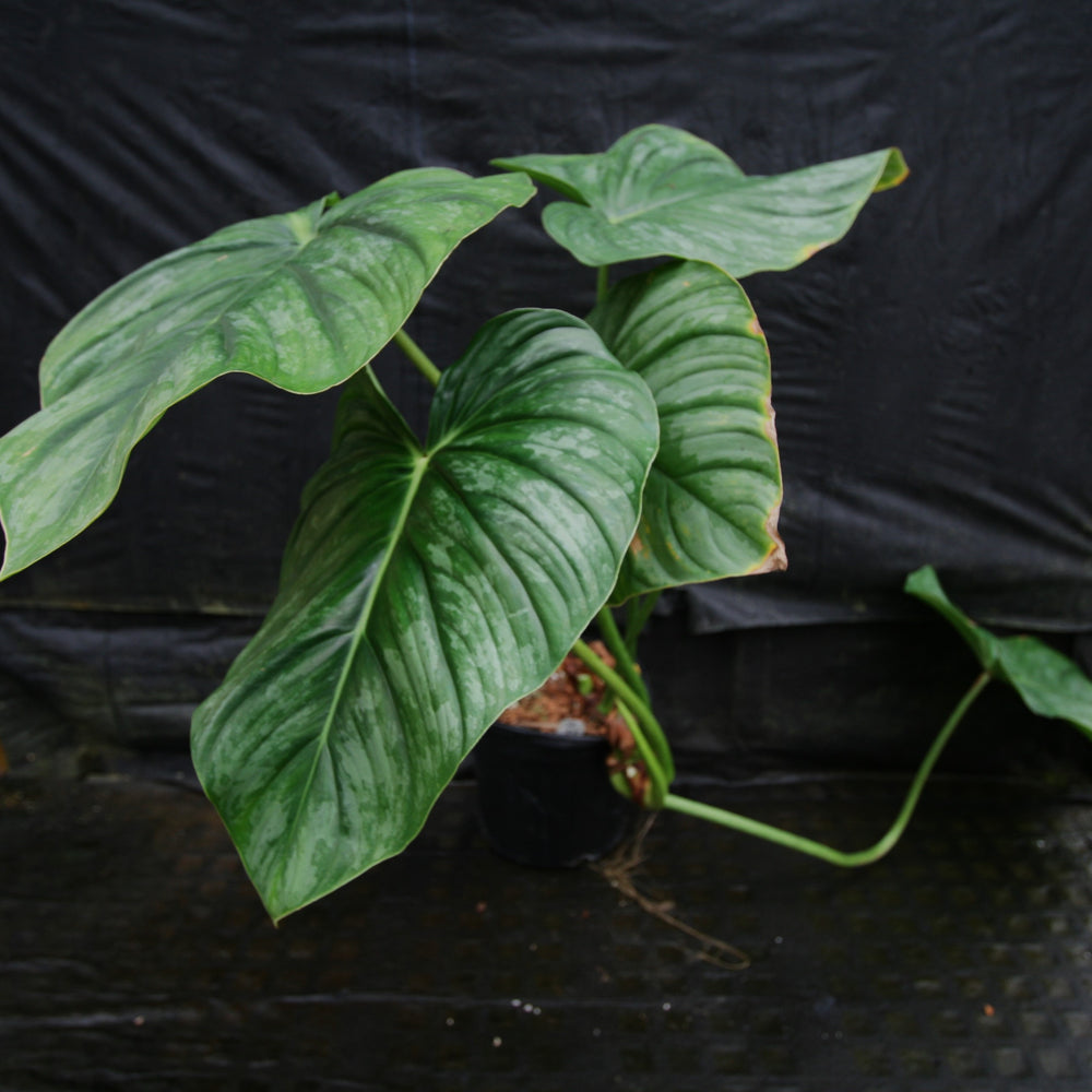 
                      
                        Philodendron sodiroi aff
                      
                    