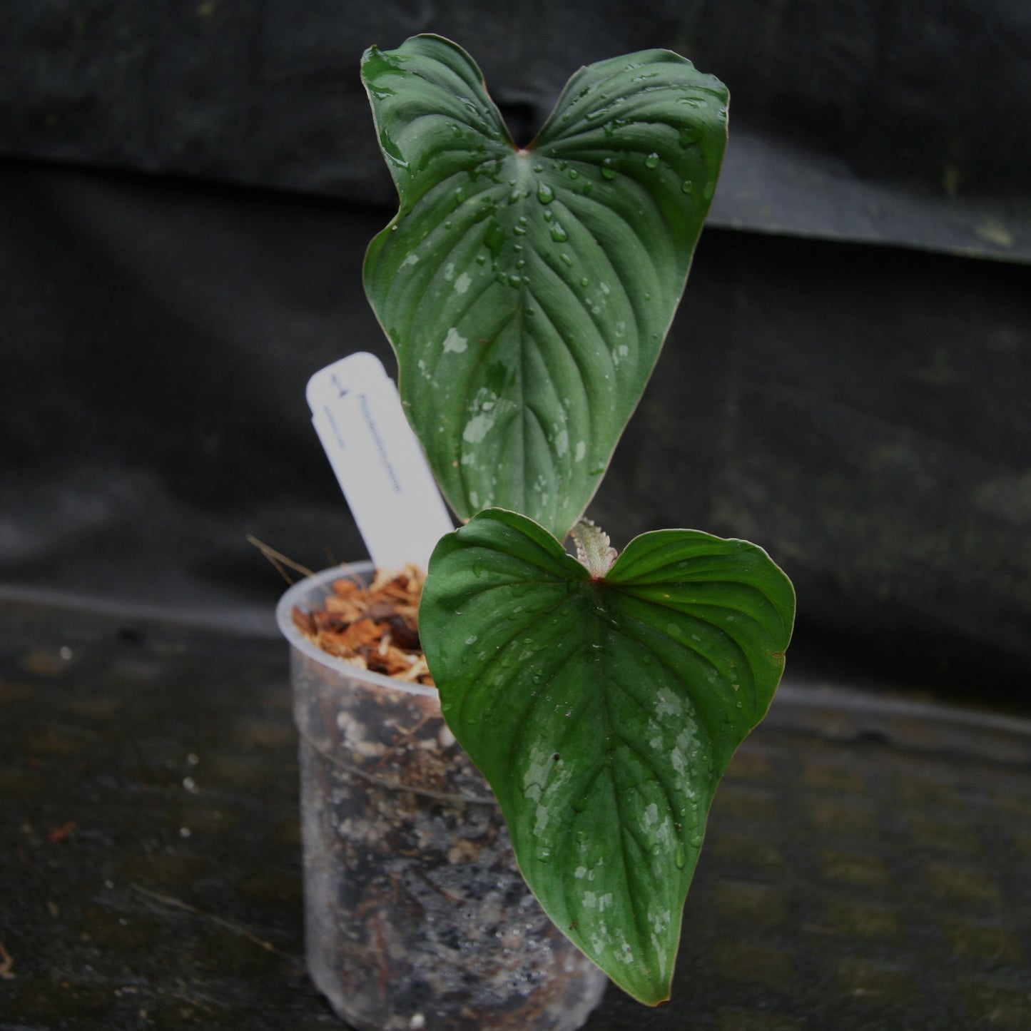 philodendron mamei plant Philodendron mamei – Carnivero