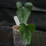 Philodendron mamei