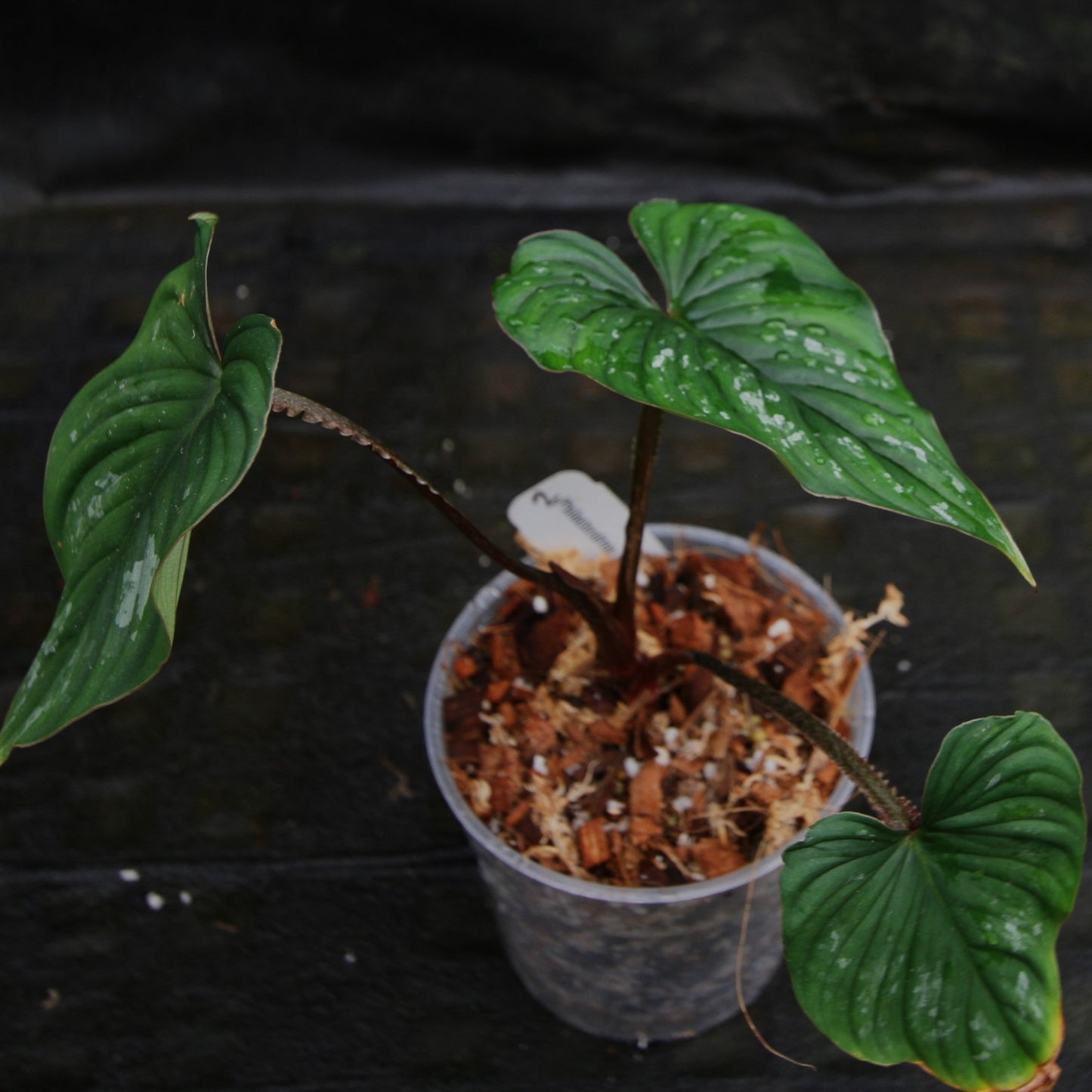 philodendron mamei variegated Philodendron mamei – Carnivero