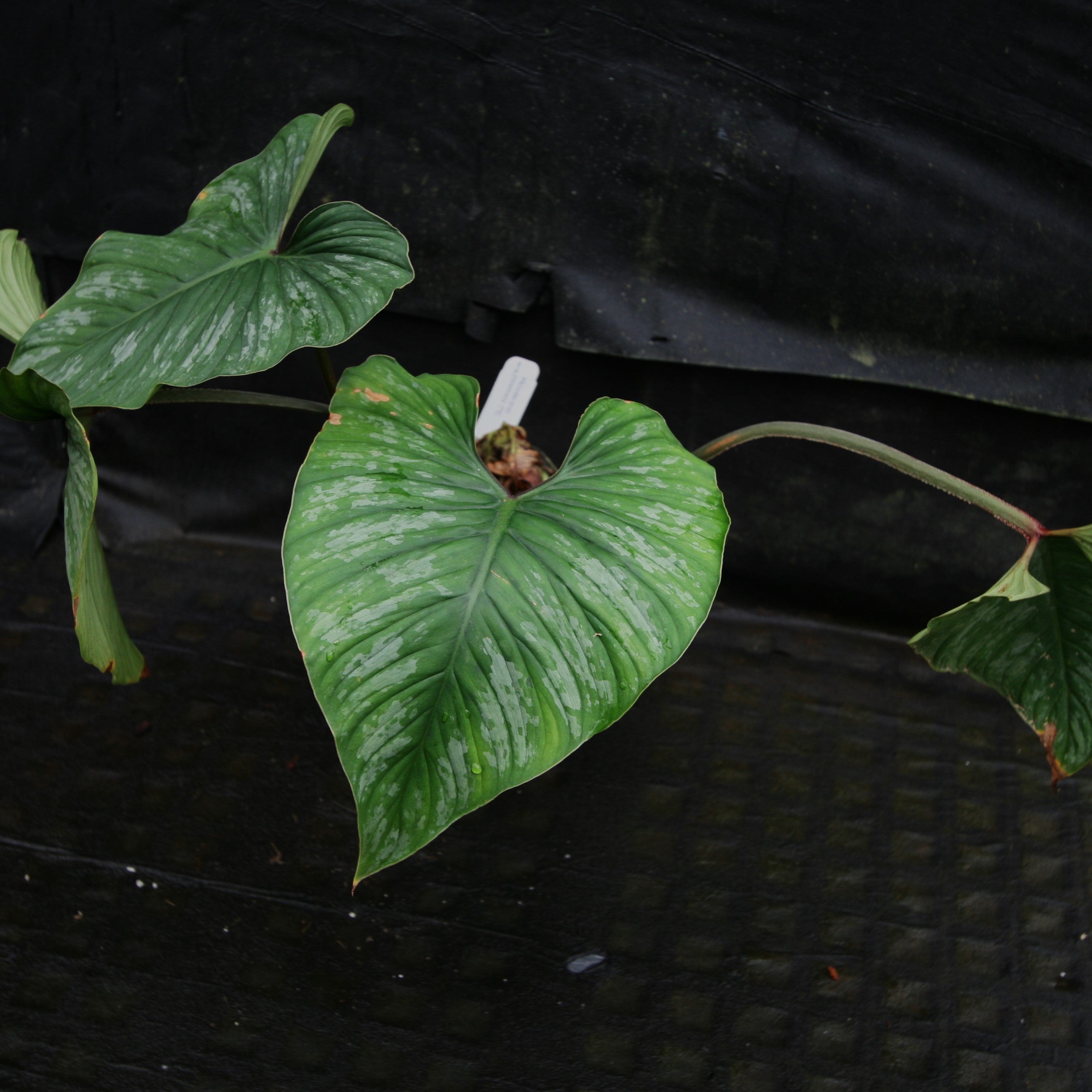 Philodendron Plowmanii Variegated