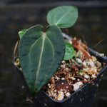Anthurium (crystallinum 'Dark' x forgetii 'Dark') x (Red crystallinum x magnificum) -Tezula, CAR-0307