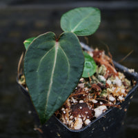 Anthurium (crystallinum 'Dark' x forgetii 'Dark') x (Red crystallinum x magnificum) -Tezula, CAR-0307