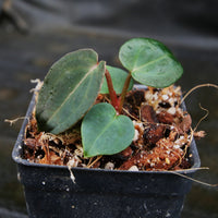 Anthurium (crystallinum 'Dark' x forgetii 'Dark') x (Red crystallinum x magnificum) -Tezula, CAR-0307