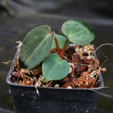 Anthurium (crystallinum 'Dark' x forgetii 'Dark') x (Red crystallinum x magnificum) -Tezula, CAR-0307