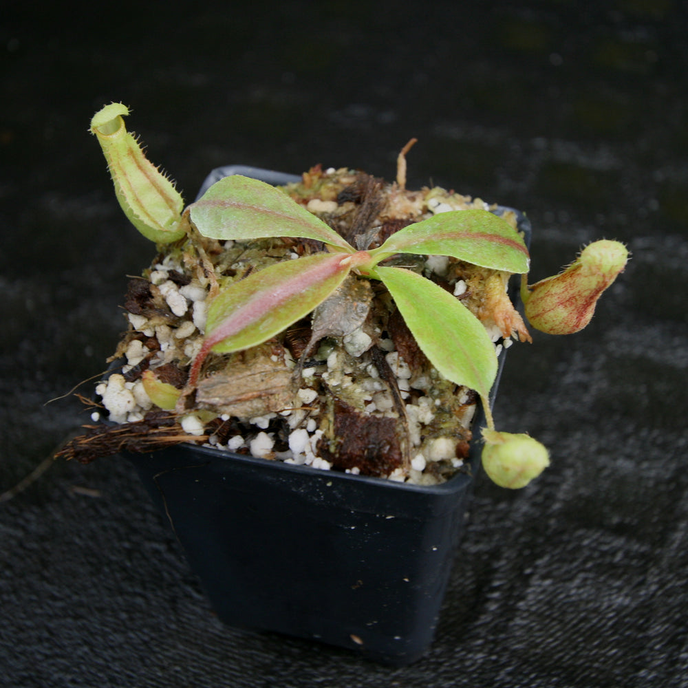 
                      
                        Nepenthes [(lowii x veitchii) x boschiana)] "Red Ruffled" x {boschiana x [truncata x (northiana x veitchii)]}, CAR-0162
                      
                    