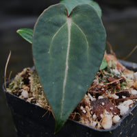 Anthurium (crystallinum 'Dark' x forgetii 'Dark') x (Red crystallinum x magnificum) -Tezula, CAR-0307