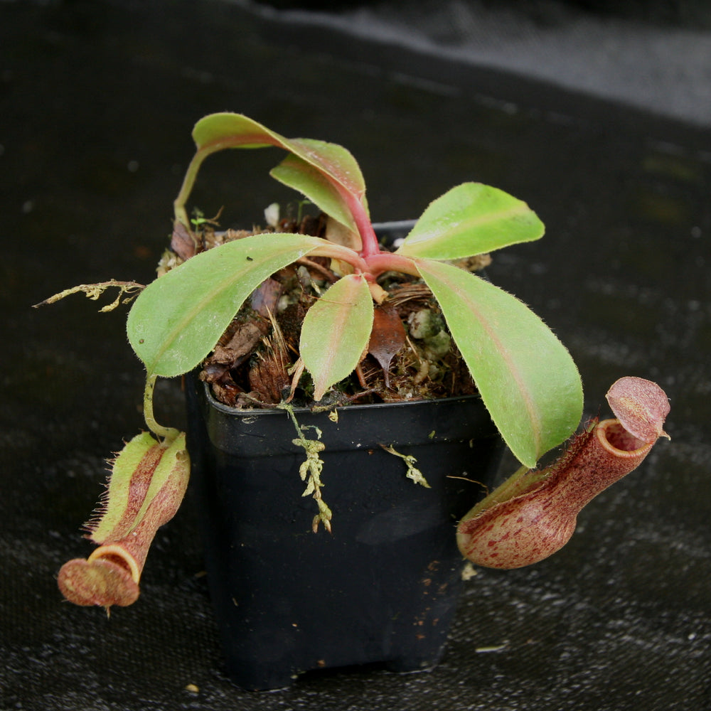 
                      
                        Nepenthes [(lowii x veitchii) x boschiana)] "Red Ruffled" x {boschiana x [truncata x (northiana x veitchii)]}, CAR-0162
                      
                    