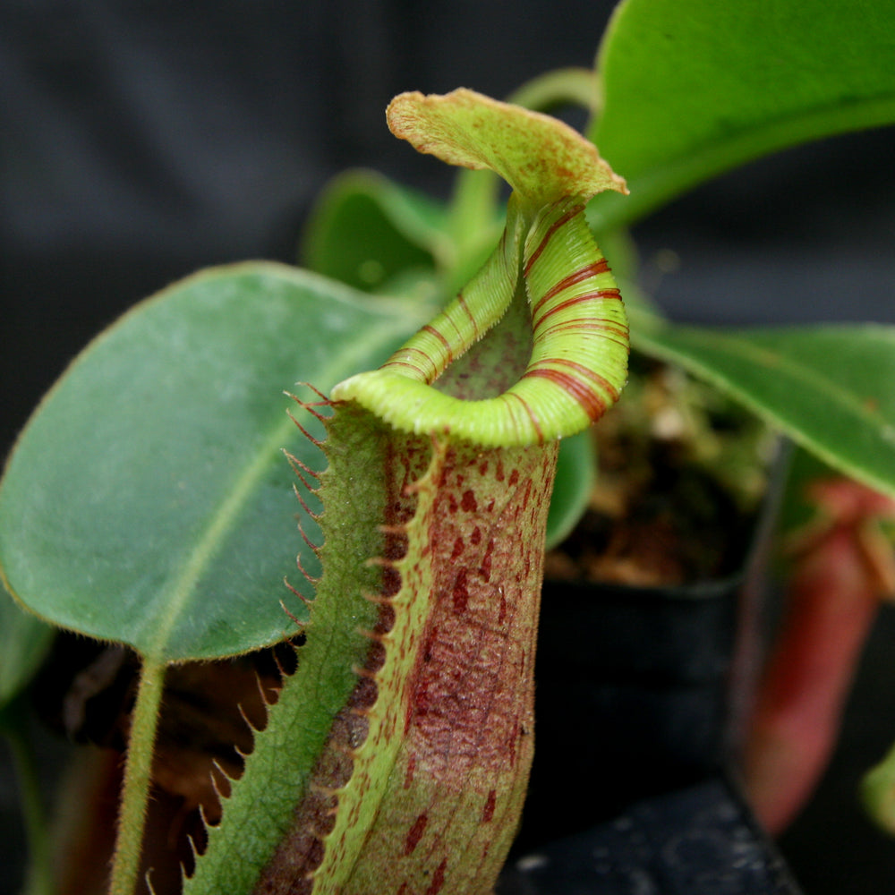 
                      
                        Nepenthes (veitchii x platychila) x Redonkulas, CAR-0165
                      
                    