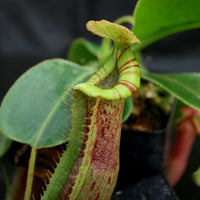 Nepenthes (veitchii x platychila) x Redonkulas, CAR-0165