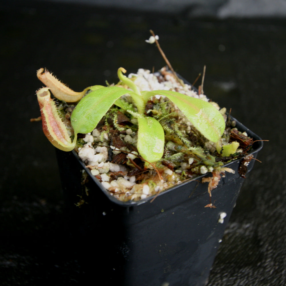 
                      
                        Nepenthes (veitchii x platychila) x Redonkulas, CAR-0165
                      
                    
