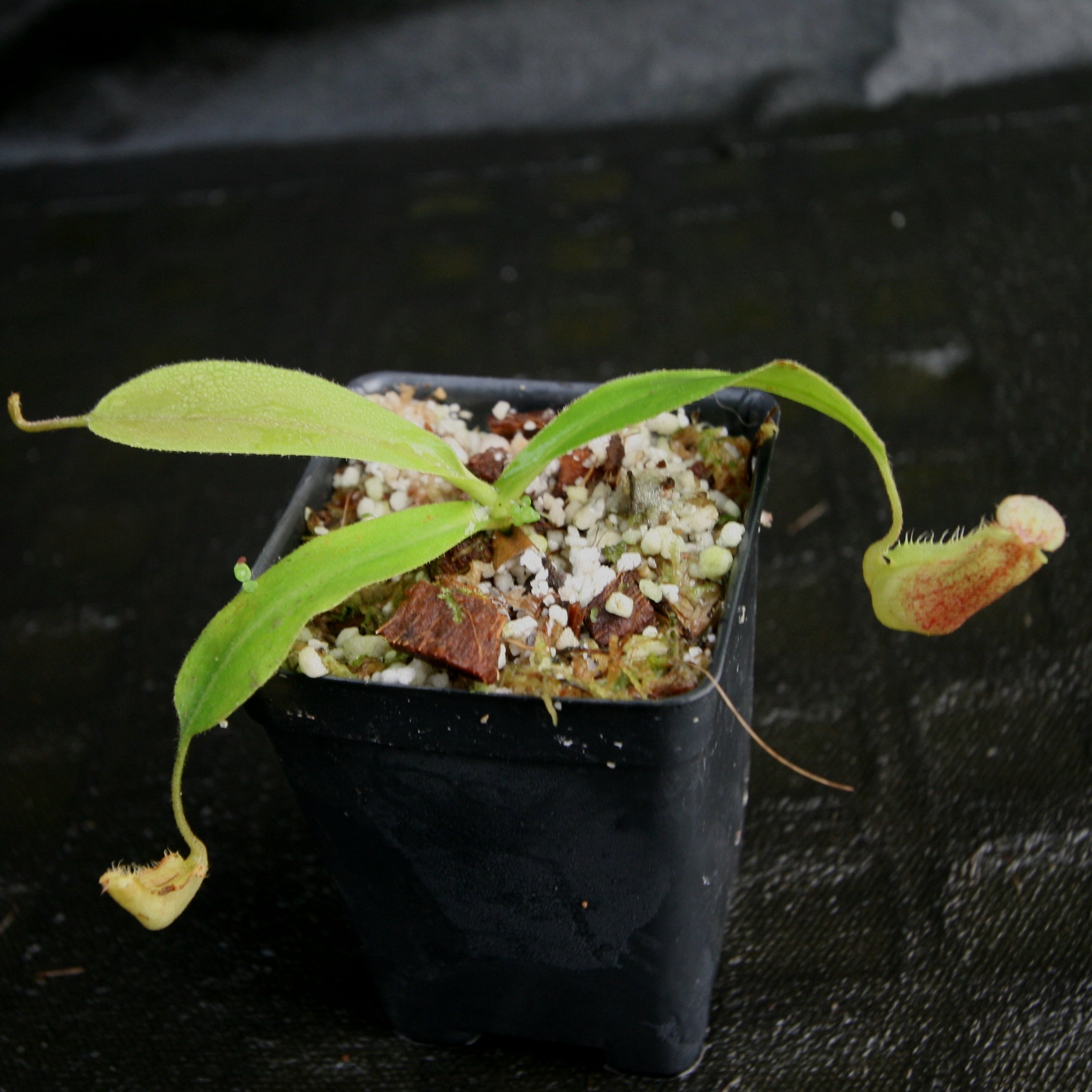 Nepenthes (veitchii x platychila) x Redonkulas, CAR-0165 – Carnivero