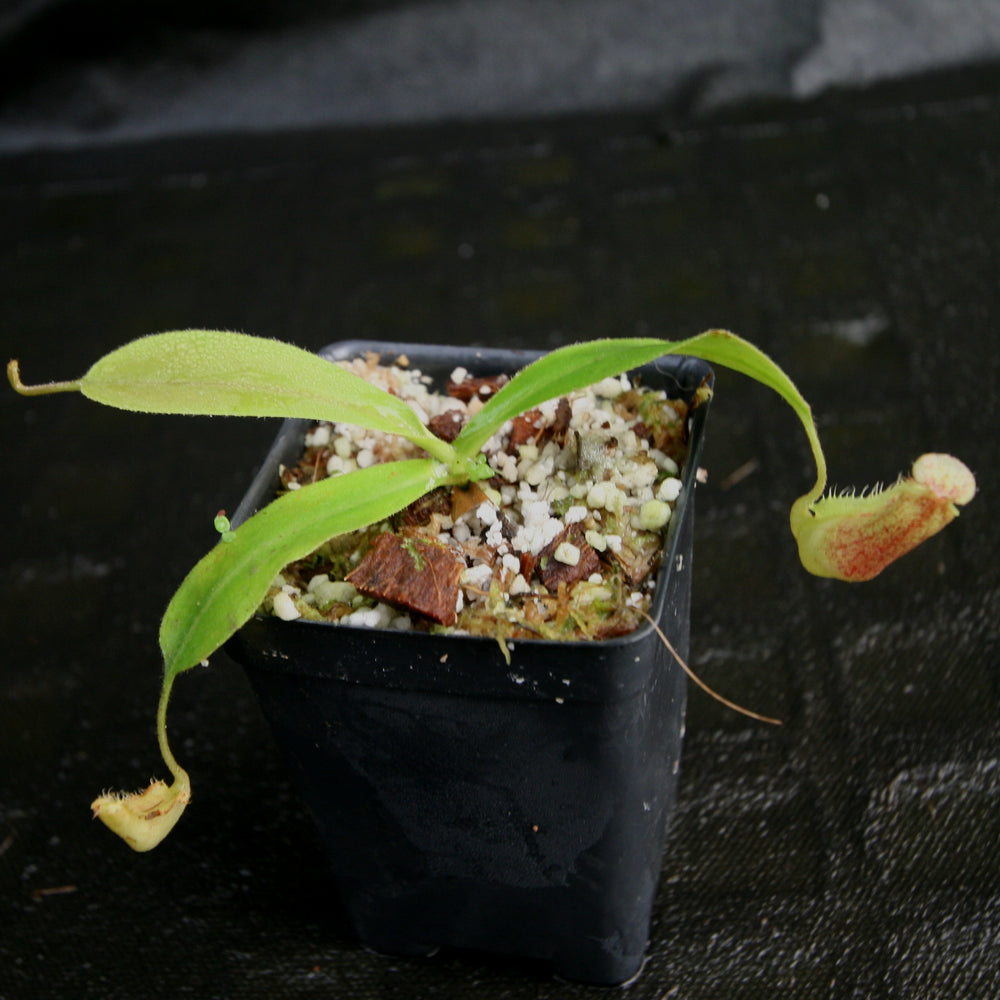 
                      
                        Nepenthes (veitchii x platychila) x Redonkulas, CAR-0165
                      
                    