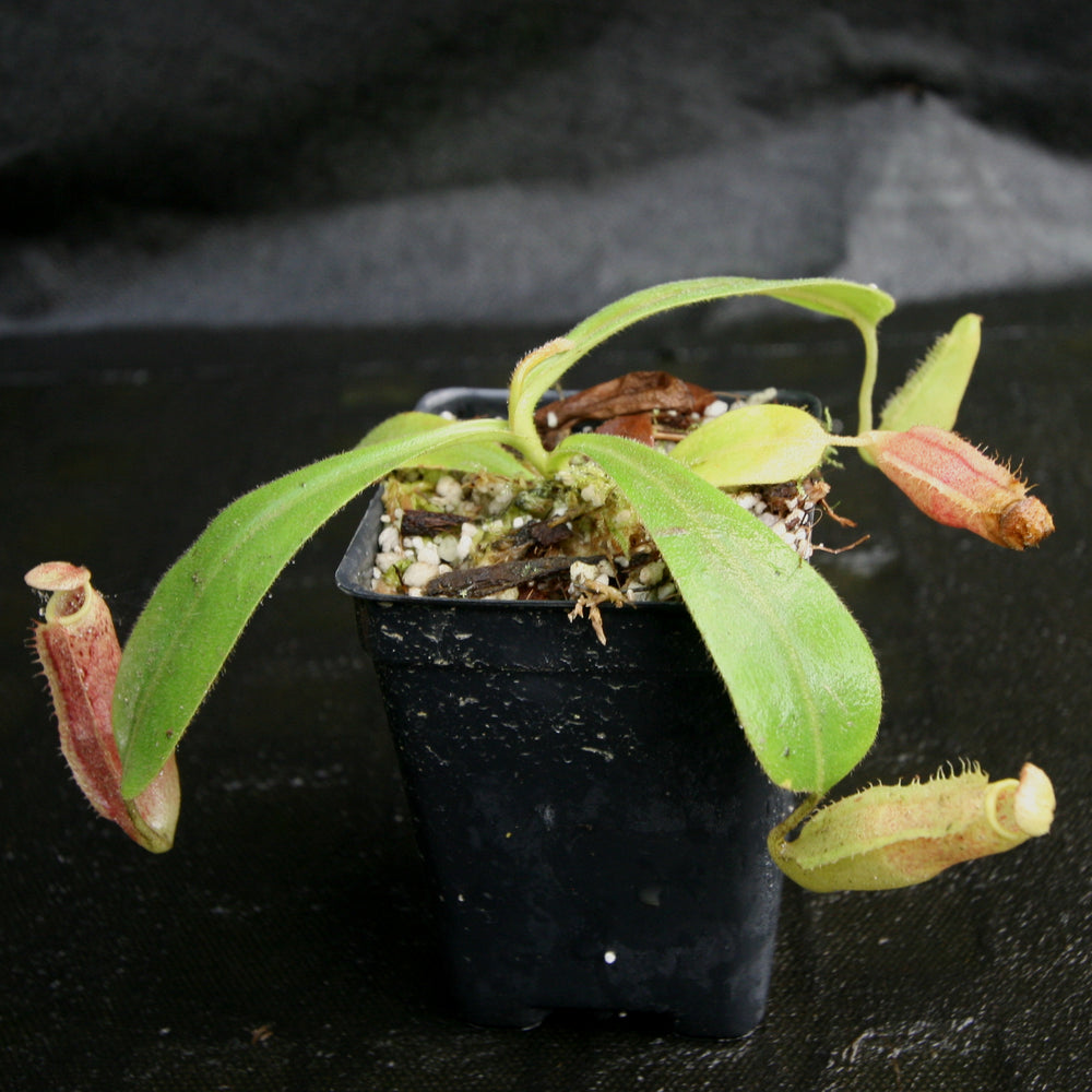 
                      
                        Nepenthes (veitchii x platychila) x Redonkulas, CAR-0165
                      
                    