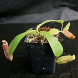 Nepenthes (veitchii x platychila) x Redonkulas, CAR-0165