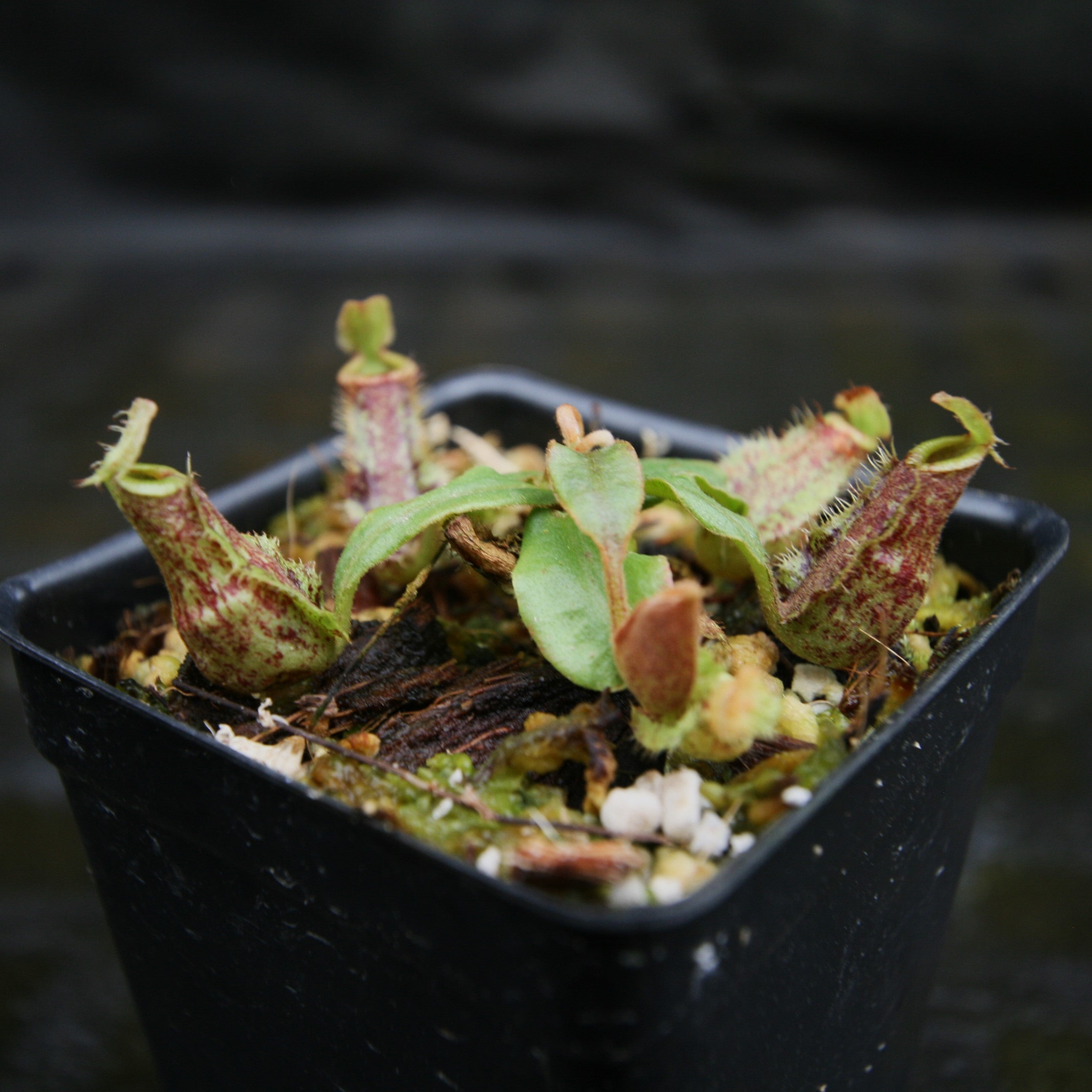 Nepenthes [(Viking x ampullaria) x northiana] x ampullaria 'Black