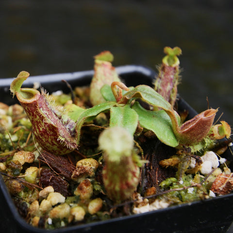 Nepenthes Black Miracle hybrid pitcher plant with purple green mottled traps in a mossy pot