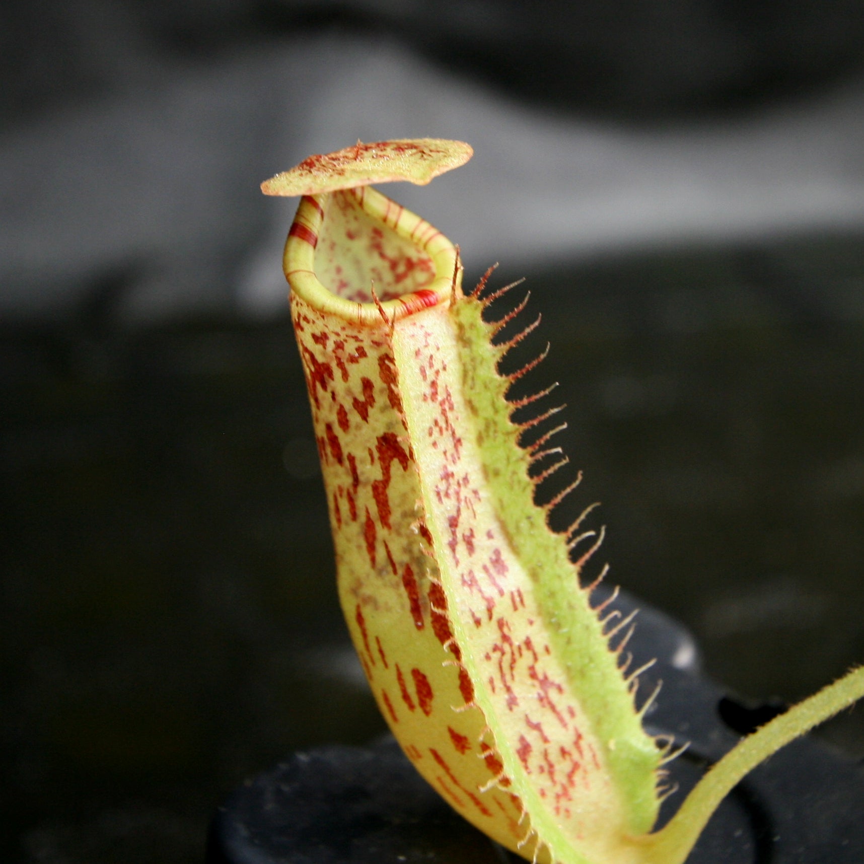 Nepenthes (Rokko x boschiana) x platychila, CAR-0156 – Carnivero