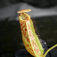 Nepenthes (Rokko x boschiana) x platychila, CAR-0156