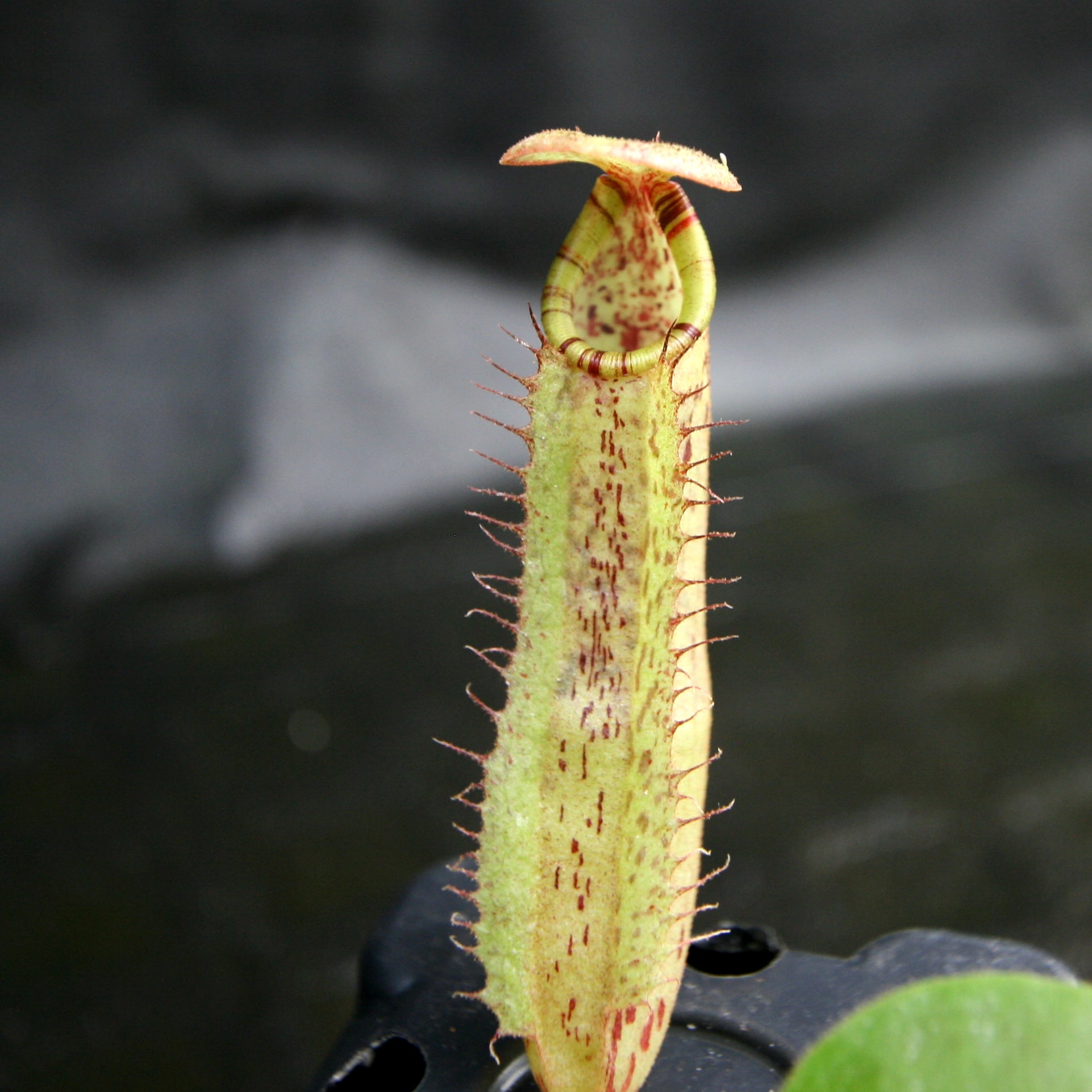 Nepenthes (Rokko x boschiana) x platychila, CAR-0156 – Carnivero