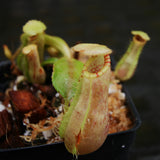 Nepenthes (spathulata x spectabilis) "BE Best" x veitchii "Cobra", CAR-0303