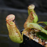 Nepenthes (spathulata x spectabilis) "BE Best" x veitchii "Cobra", CAR-0303