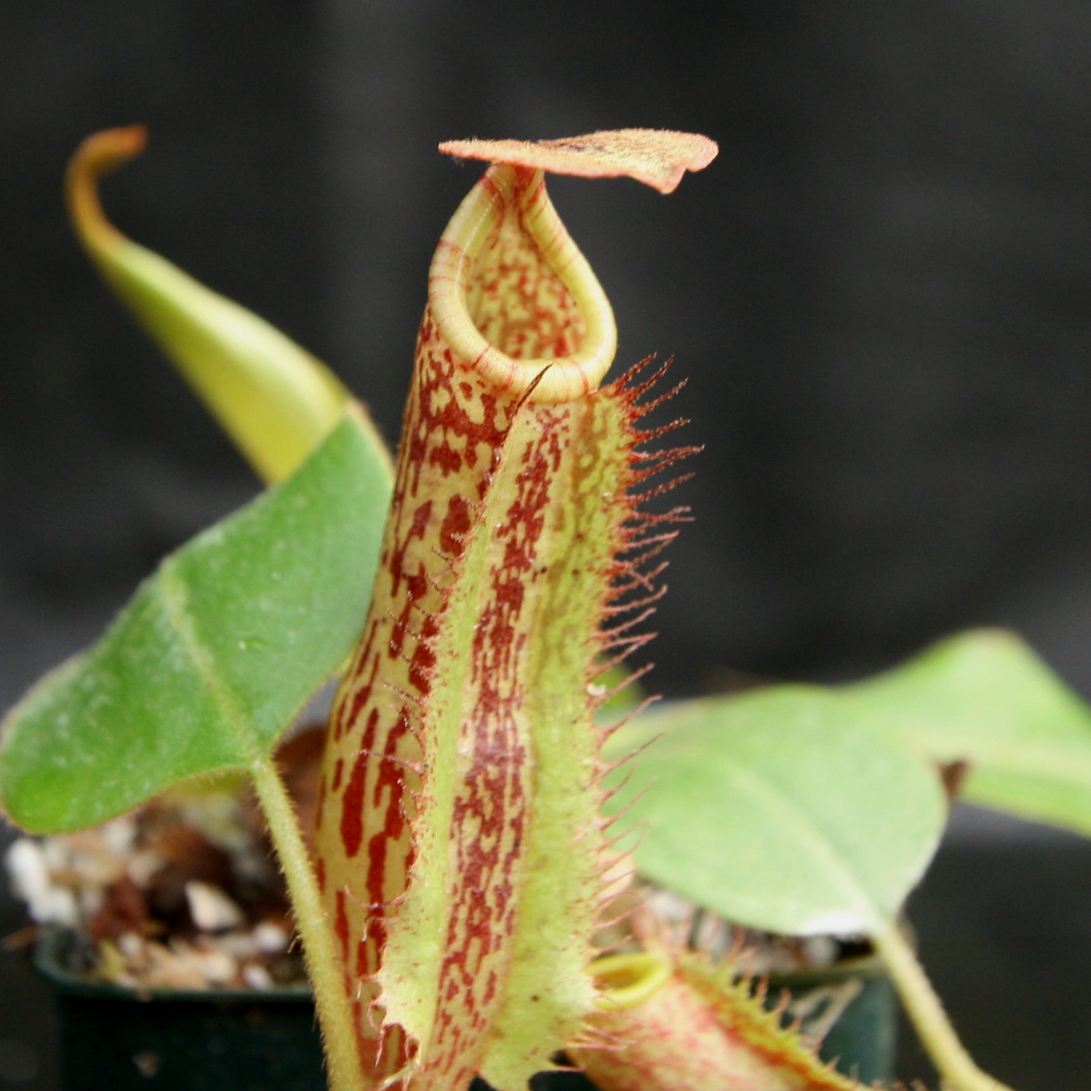 Nepenthes (Rokko x boschiana) x platychila, CAR-0156 – Carnivero