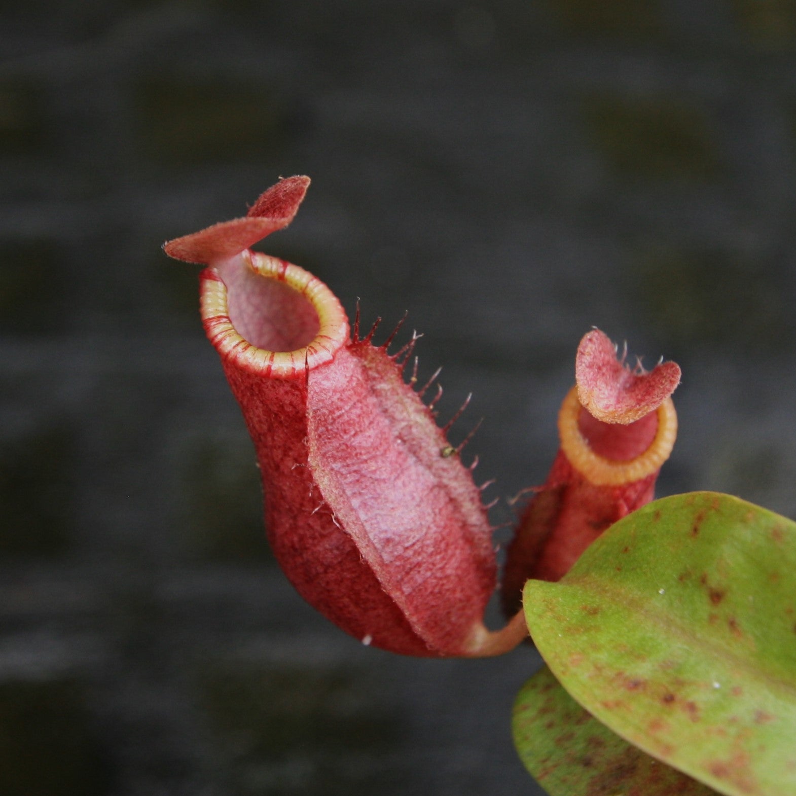 Nepenthes [(Viking x ampullaria) x northiana] x Redonkulas, CAR