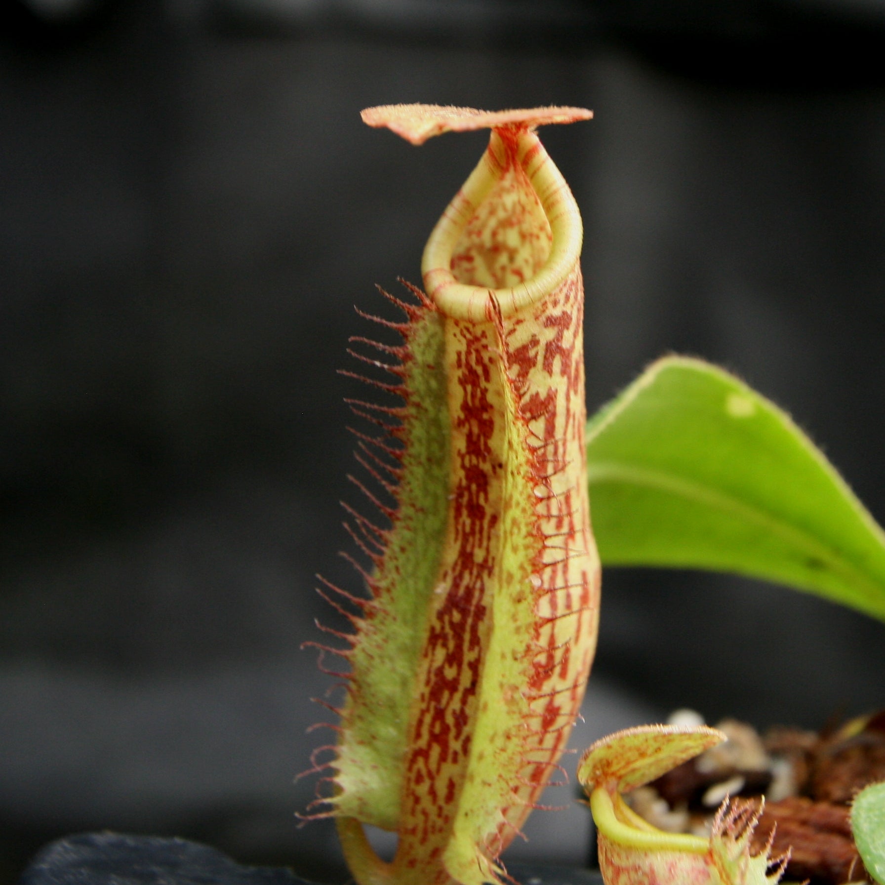 Nepenthes (Rokko x boschiana) x platychila, CAR-0156 – Carnivero