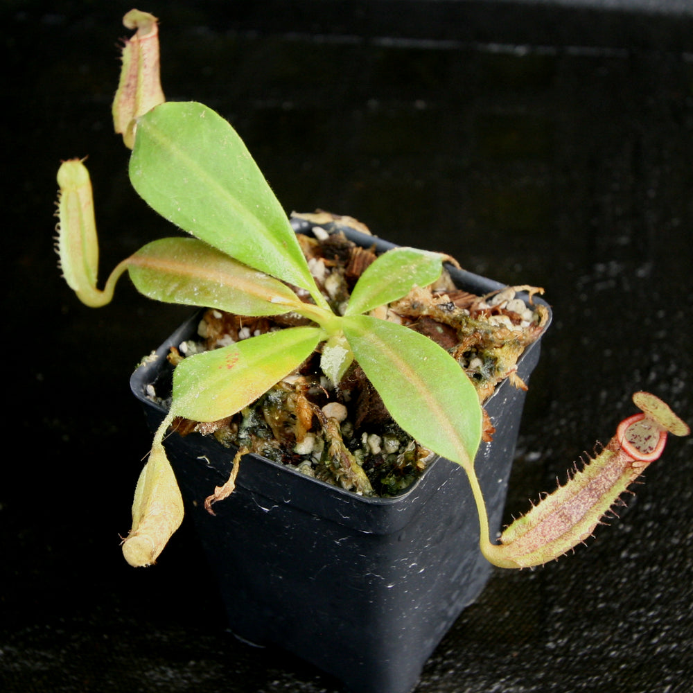 
                      
                        Nepenthes (Rokko x boschiana) x platychila, CAR-0156
                      
                    