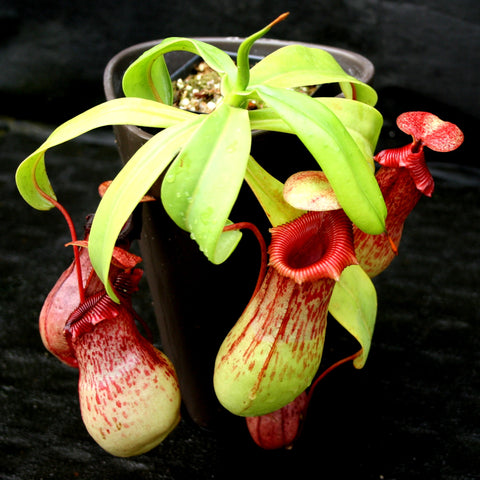 Nepenthes ventricosa Madja-as cross pitcher plant with pale green mottled pitchers in a pot.