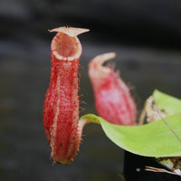 Nepenthes [(Viking x ampullaria) x northiana] x Redonkulas, CAR-0305