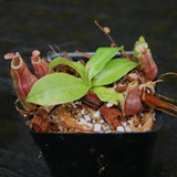 Nepenthes [(Viking x ampullaria) x northiana] x Redonkulas, CAR-0305