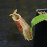 Nepenthes [(Viking x ampullaria) x northiana] x Redonkulas, CAR-0305