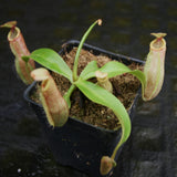 Nepenthes [(Viking x ampullaria) x northiana] x Redonkulas, CAR-0305