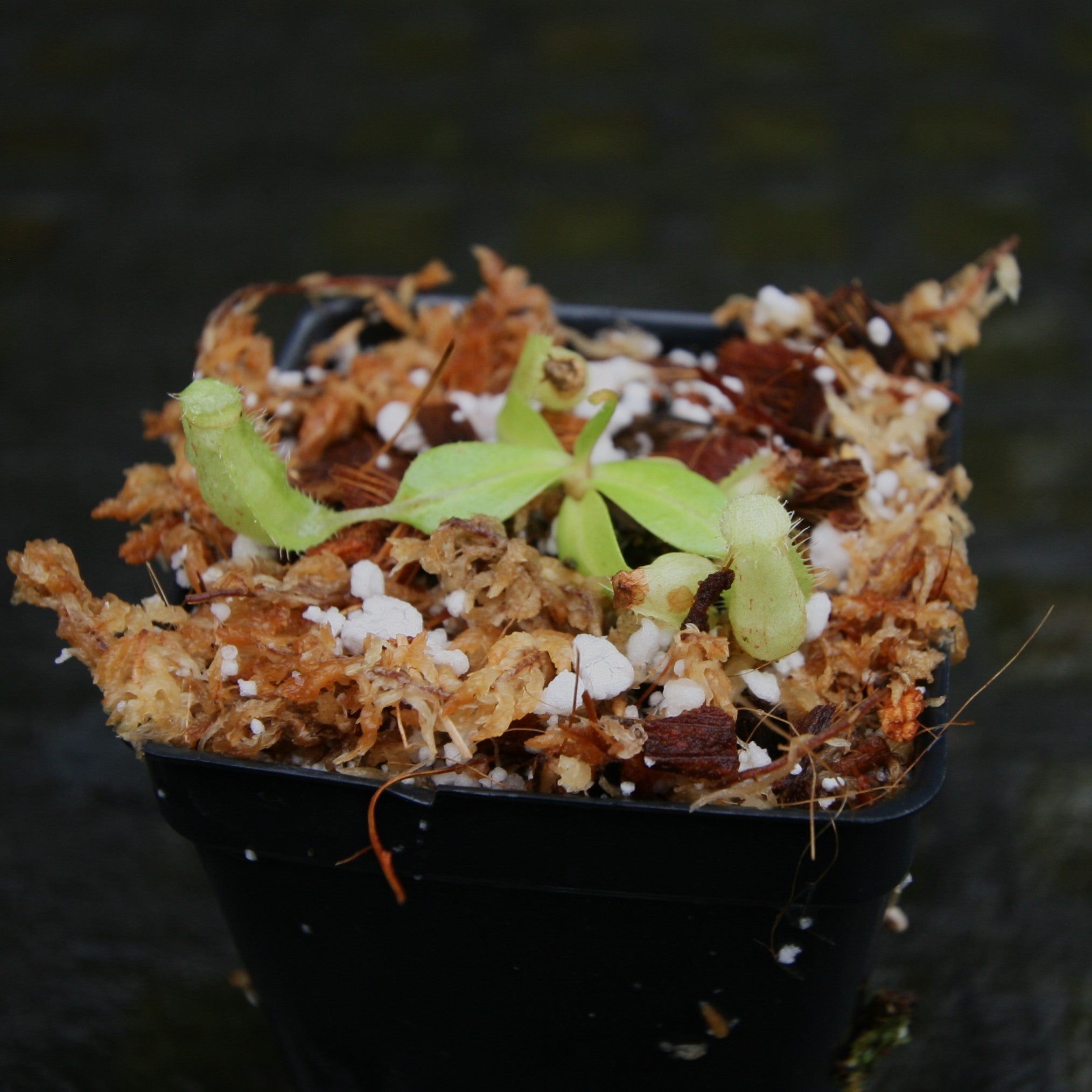 Nepenthes [(Viking x ampullaria) x northiana] x Redonkulas, CAR