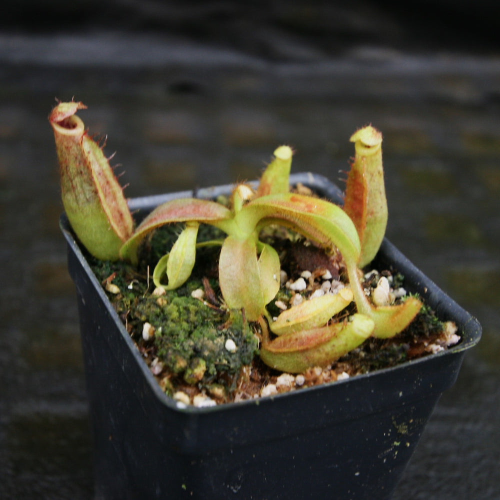 
                      
                        Nepenthes tiveyi "EP's Best" x veitchii "The Wave", CAR-0304
                      
                    