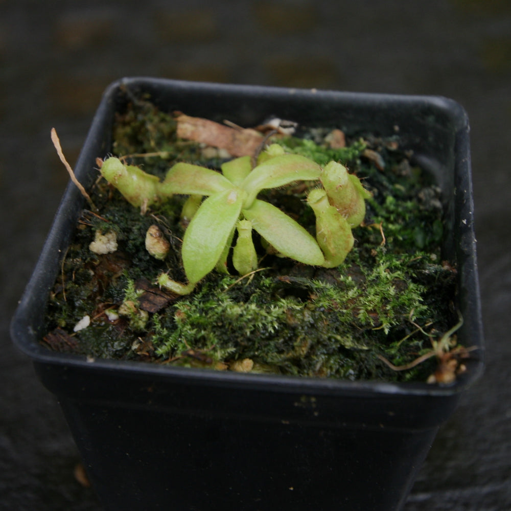
                      
                        Nepenthes tiveyi "EP's Best" x veitchii "The Wave", CAR-0304
                      
                    